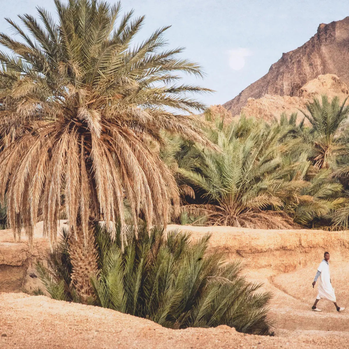 Print Moroccan Oasis Eichholtz