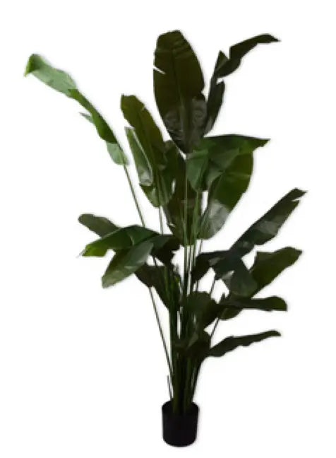 STRELITZIA GREEN 200 cm Silk-Ka