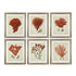 A set of six framed antique red coral prints, arranged in two rows of three, with silver frames and clear glass.