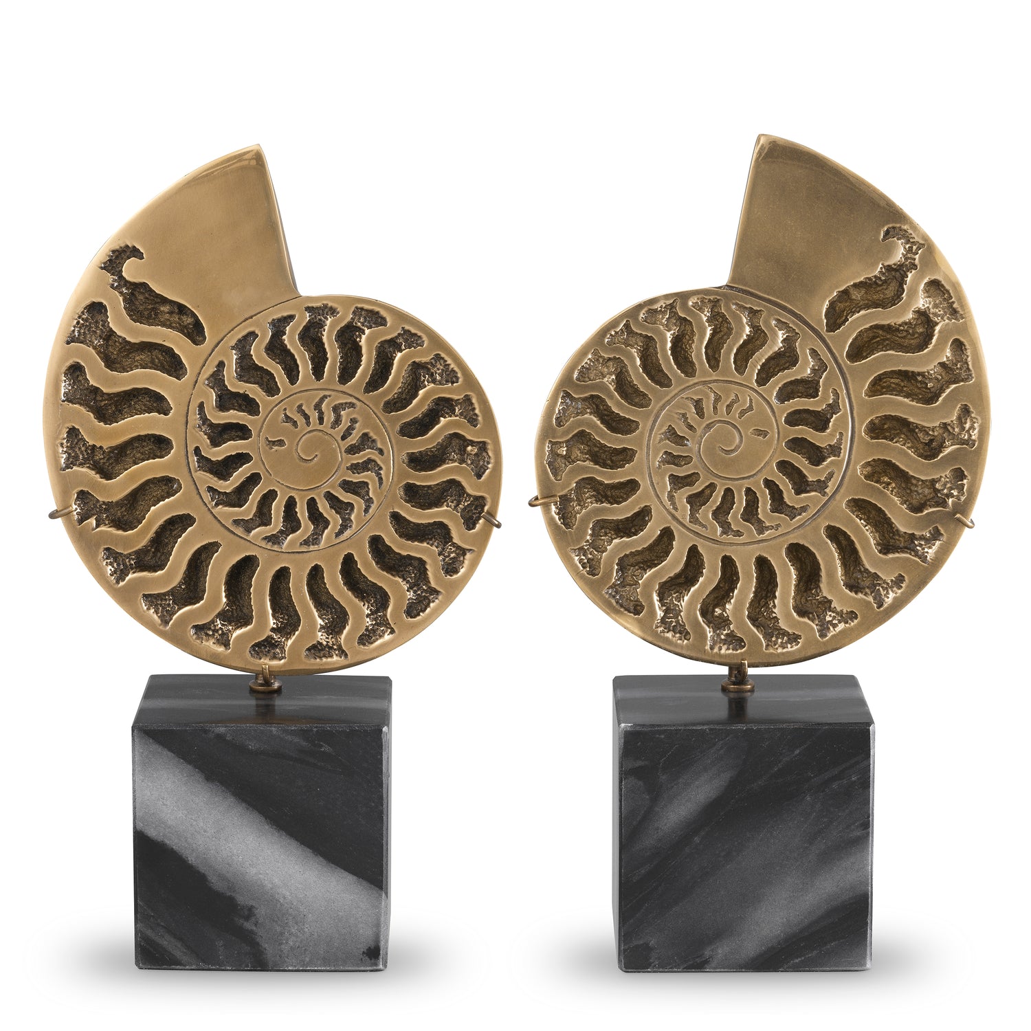 Object Ammonite  Set Of 2