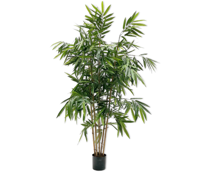 Bamboo Green 183 cm Silk-Ka