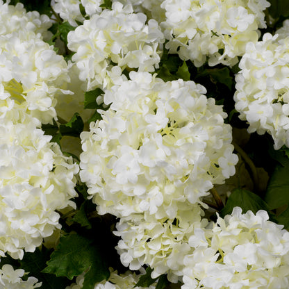 Bouquet Of Hydrangeas snowball white real touch 36 pcs