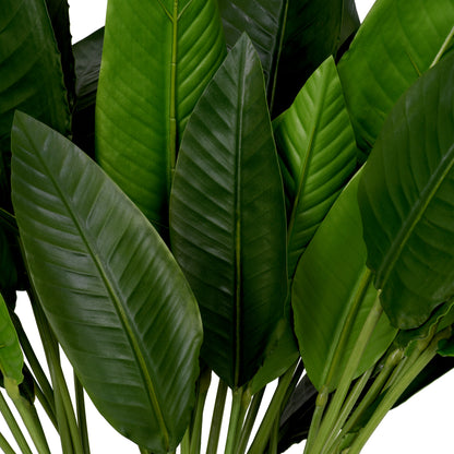 Bundle Of Strelitzia leaves 36 pcs