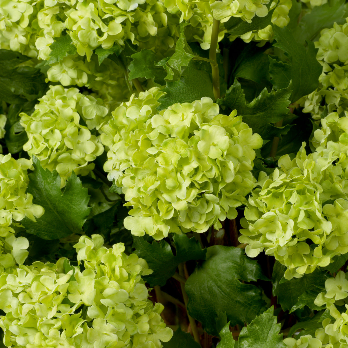 Bouquet Of Hydrangeas snowball green real touch 36 pcs