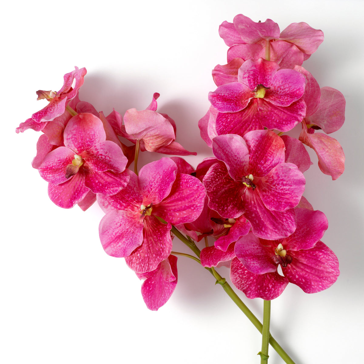 Bouquet Of Vanda Orchids pink real touch 24 pcs