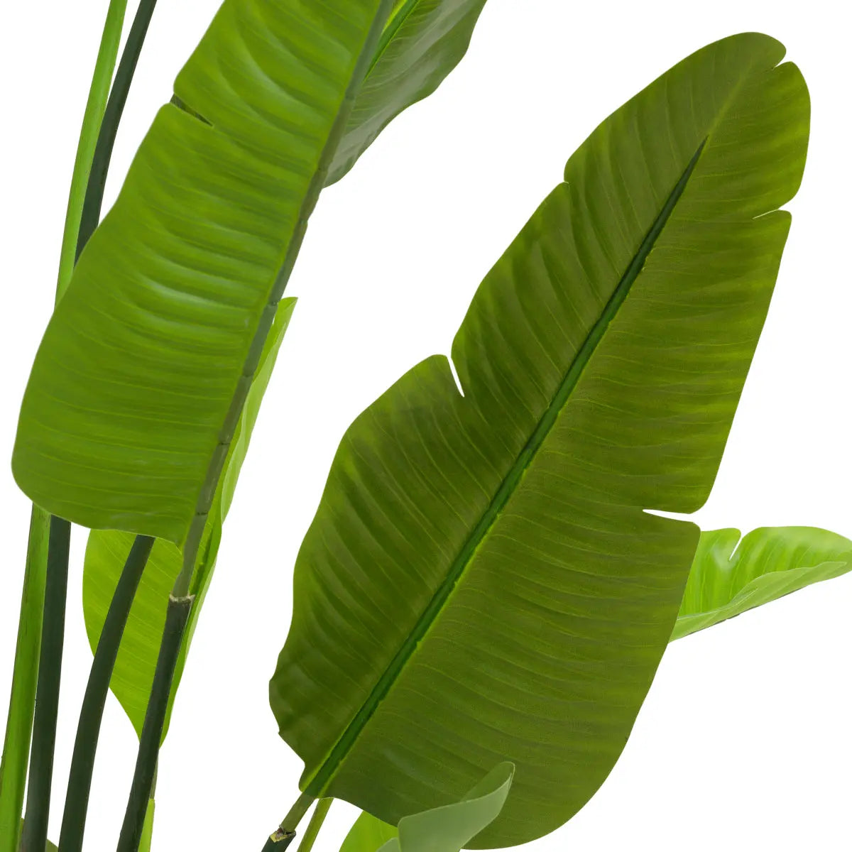 Artificial Plant Strelitzia M Eichholtz