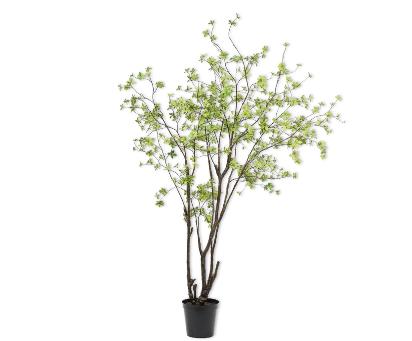 Tree Bucida