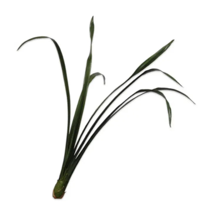 CYMBIDIUM LEAF GREEN 104 cm Silk-Ka