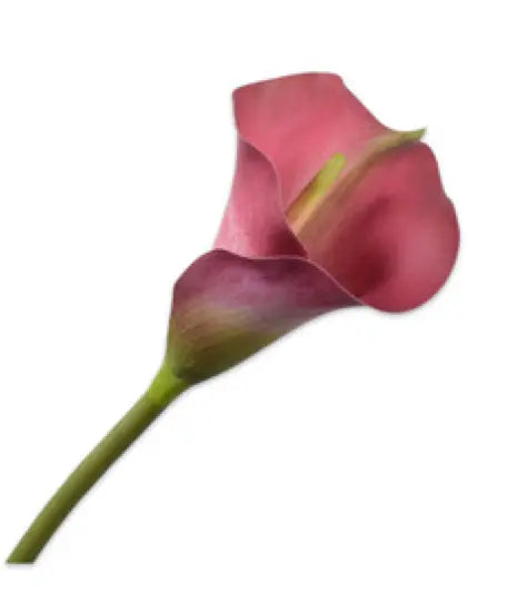CALLA STEM BEAUTY 77 cm Silk-Ka