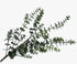 Eucalyptus Spray Green 111 cm Silk-Ka