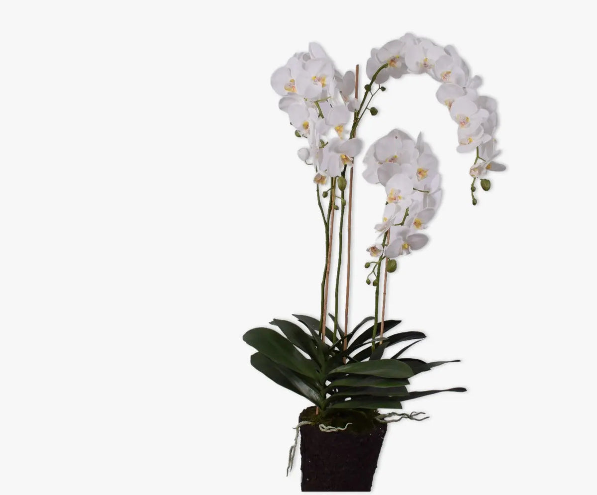 Orchid White 128 cm Silk-Ka