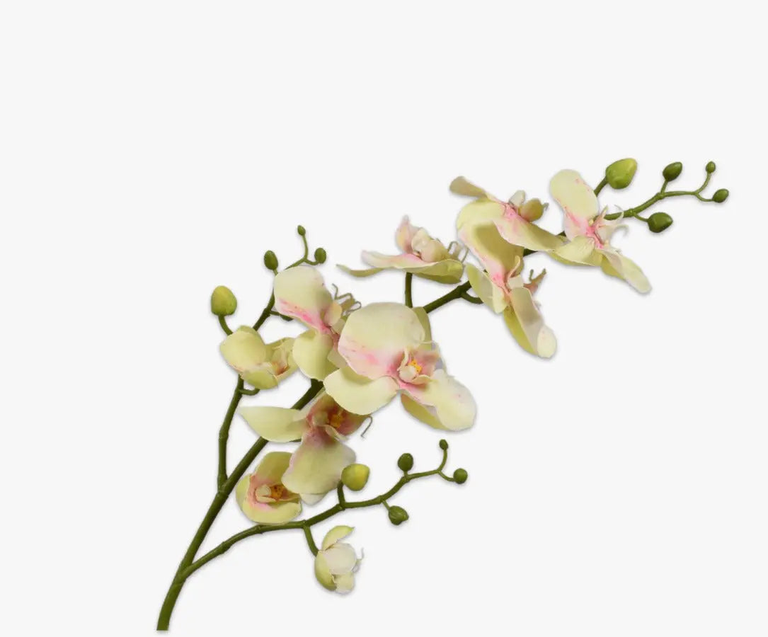 Phalaenopsis Spray GRN LT 89 cm Silk-Ka