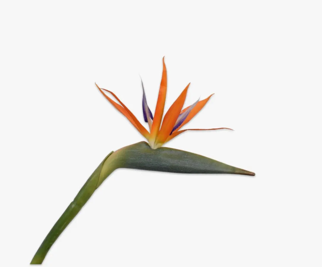 Strelizia Stem Orange Silk-Ka